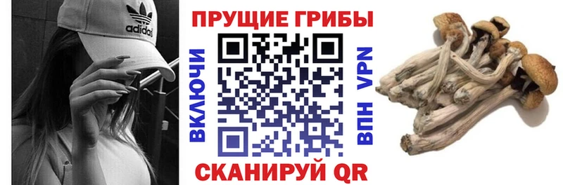 Псилоцибиновые грибы GOLDEN TEACHER  хочу наркоту  Верхний Уфалей 